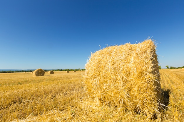 Golden Wheat Field