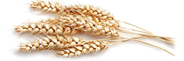Золотая пшеница изолирована на белом фоне для урожая