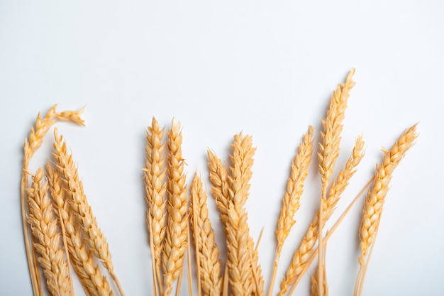 Golden wheat lies on a white table.