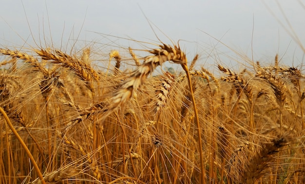 Golden wheat natute photography