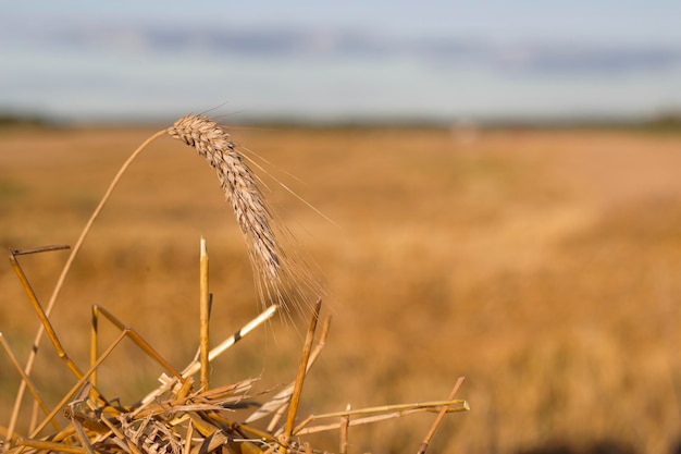 golden wheat spikelet in evening field in summer