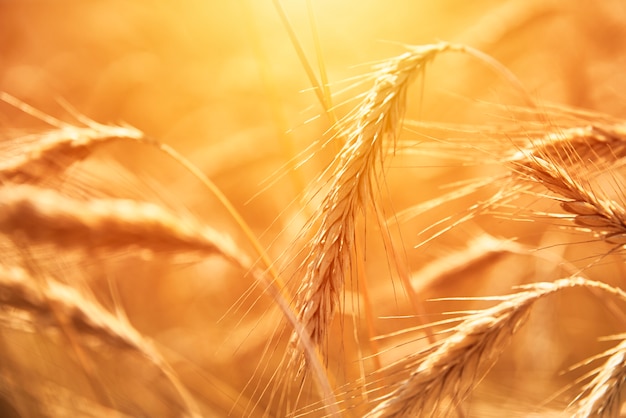 Golden wheat spikelets and blue sky