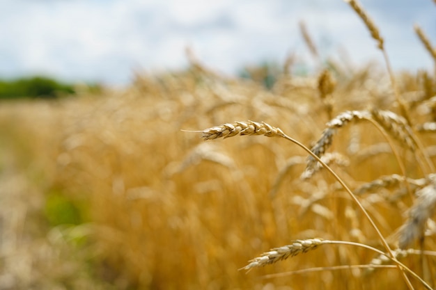 Golden wheat spikes