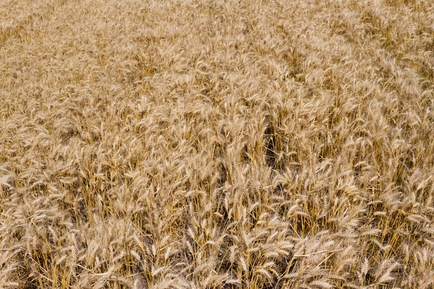 The golden wheat under the sun in the field plantations