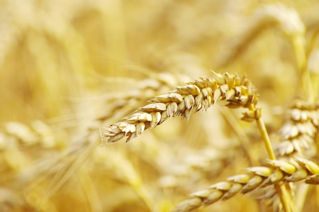 Golden wheat