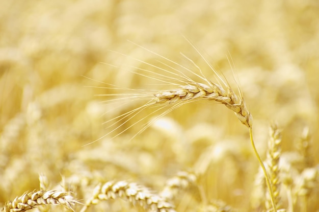 Golden wheat