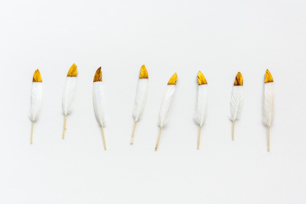 Golden white feathers on a white background collection