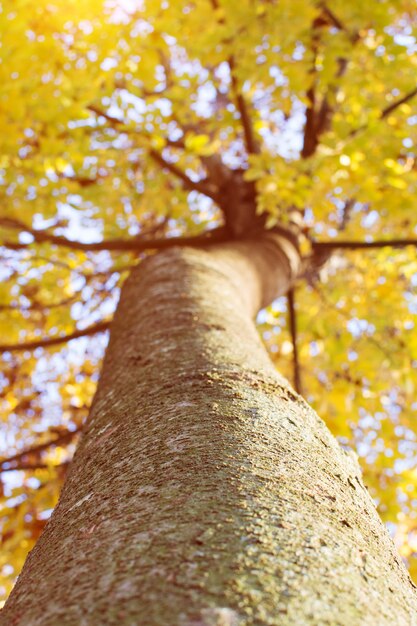 GOLDEN YELLOW AUTUMN LEAVES TREETOP VIEW. COLORFUL FALL LEAVES ON SUNSET.