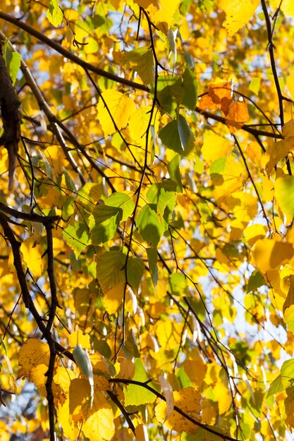 Golden and yellow birch foliage on the branches in the autumn season