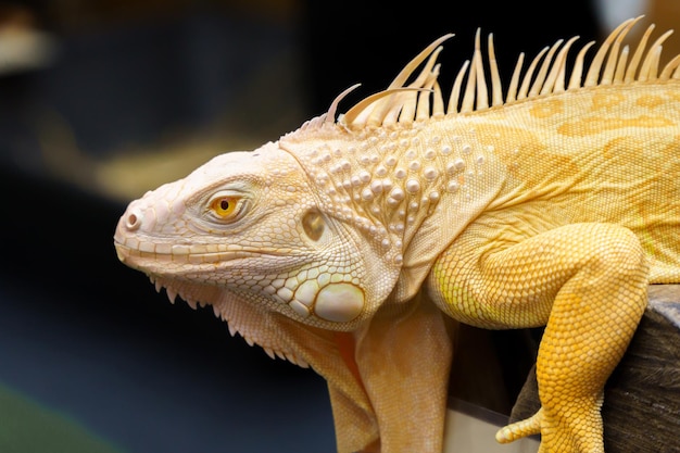 Iguana gialla dorata da vicino con sfondo sfocato