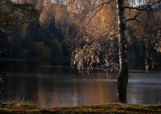 Golden and yellow leaves on birches are reflected in the water of a forest lake on a bright warm autumn sunny day.