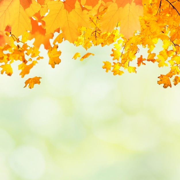 Golden yellow and orange leaves on the blue sky Autumn background