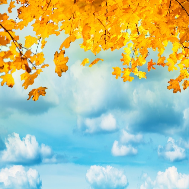 Golden, yellow and orange leaves on the blue sky with white clouds. Autumn background