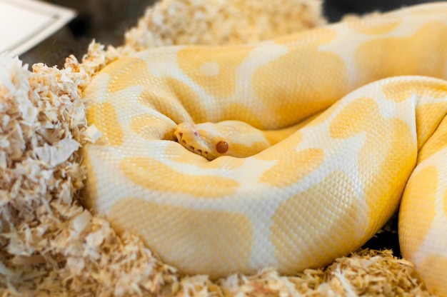 Golden yellow Python snake