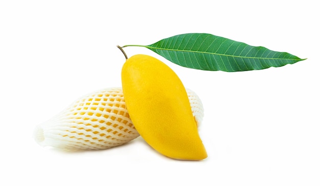 緑の葉とマンゴーの枝に黄金色の黄色の熟したマンゴーは白い背景で隔離