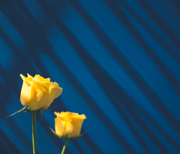 Composizione di rose gialle dorate decentrata contro il blu ombra stile vintage minimale con spazio