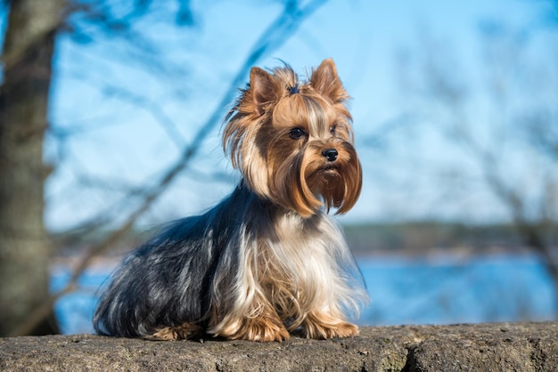 golden yorkshire terrier is the smallest dog breed sitting on nature springtime beautiful yorkie