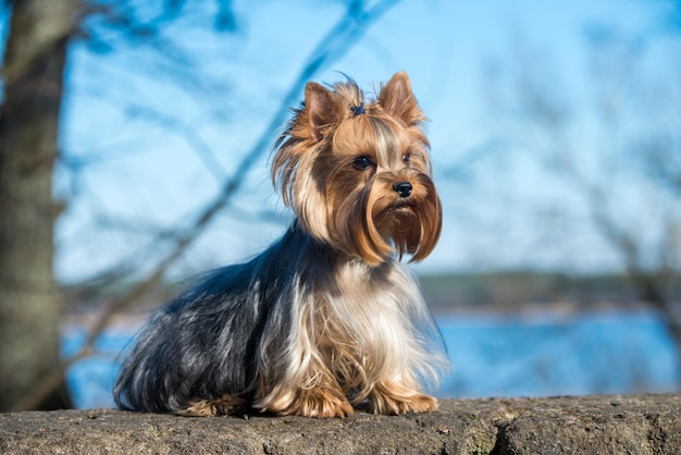 Golden Yorkshire Terrier is the smallest dog breed sitting on nature springtime Beautiful Yorkie