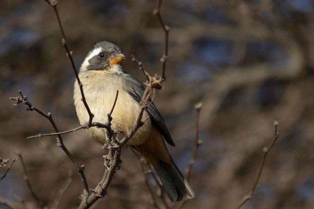 Goldenbilled saltator on branchx9xA