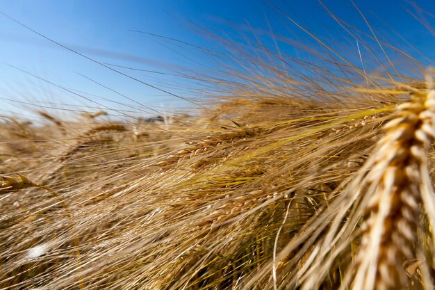 Goldencolored ripe wheat in the field