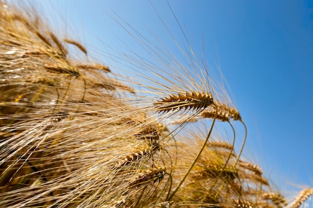 Goldencolored ripe wheat in the field