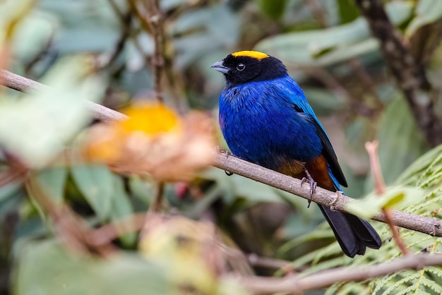The goldencrowned tanager iridosornis rufivertex colorful bird\
perched on a branch in the forest