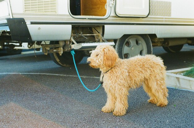 Foto goldendoodle e il camper hymer classico