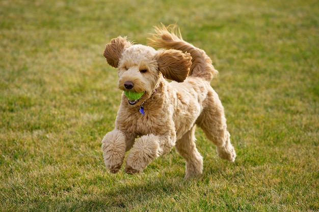 Cane di goldendoodle che gioca con la pallina da tennis