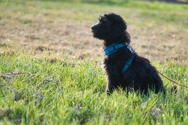 Goldendoodle puppy in the color black and tan Hybrid dog golden retriever poodle