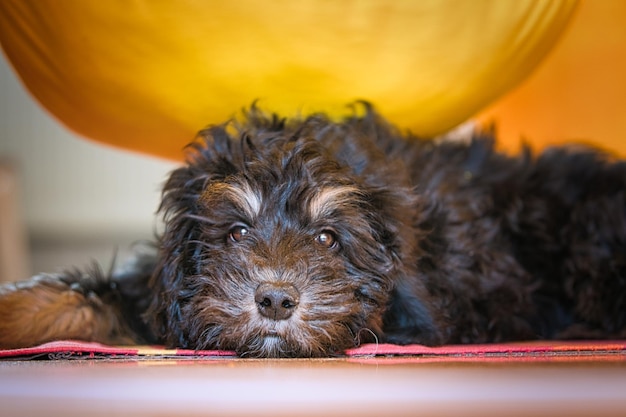 Goldendoodle-puppy in de kleur black and tan Hybride hond van golden retriever en poedel