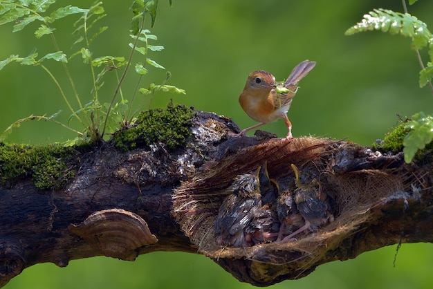 Photo the goldenheaded cisticola bird brings food for their chick