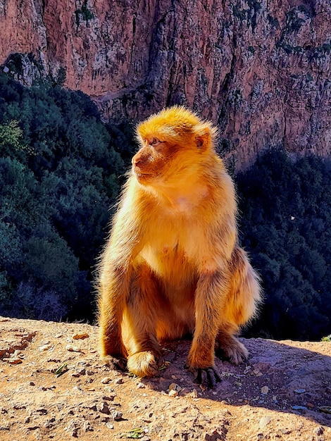 GoldenHued Monkey Sitting on Rocky Outcrop Overlooking Canyon at Sunset