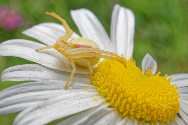 Goldenrod Crab Spider