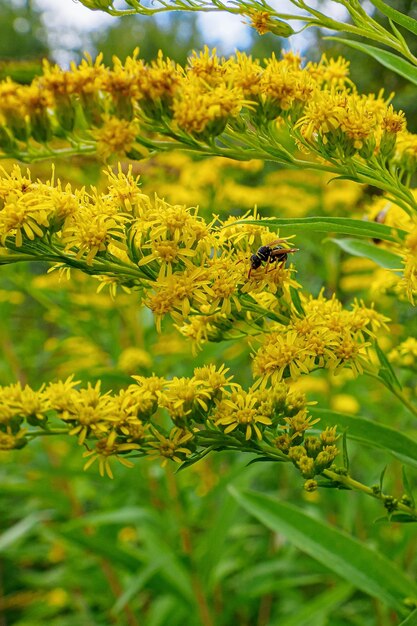 Photo goldenrod an insect on a yellow flower a flowering plant biology