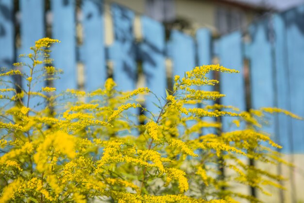 青い自然の背景にゴールデンロッド黄色の花