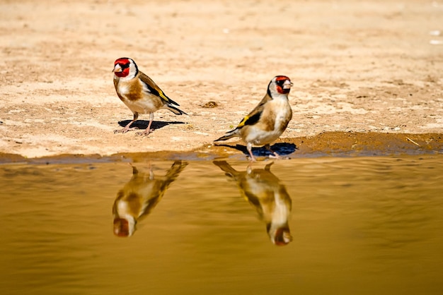 Goldfinch 또는 Carduelis carduelis는 황금 연못에 반영