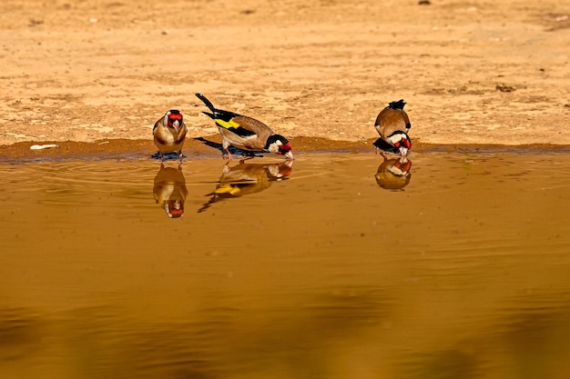 Goldfinch or Carduelis carduelis reflected in golden pond