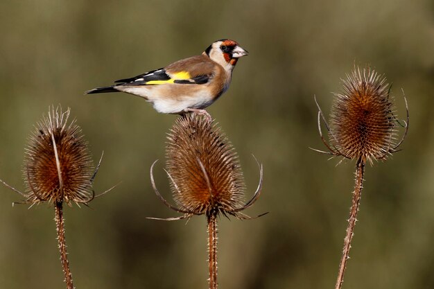 Фото goldfinch carduelis carduelis одинокая птица на чайке уорвикшир