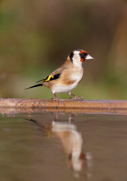 Goldfinch Carduelis carduelis одинокая птица на воде Уорвикшир