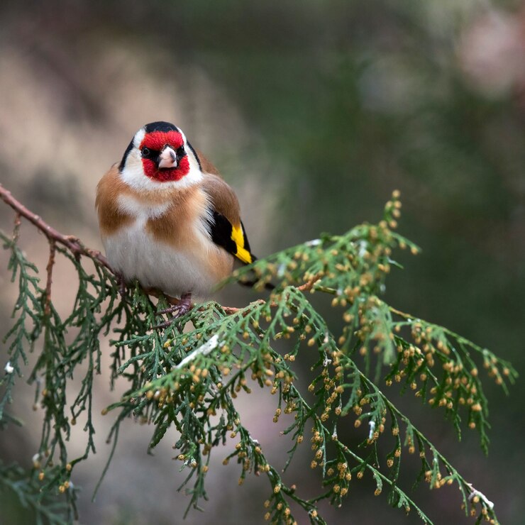 Щегол (Carduelis carduelis) сидит на ели.