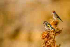 Photo goldfinch perched on a thistle with out of focus background