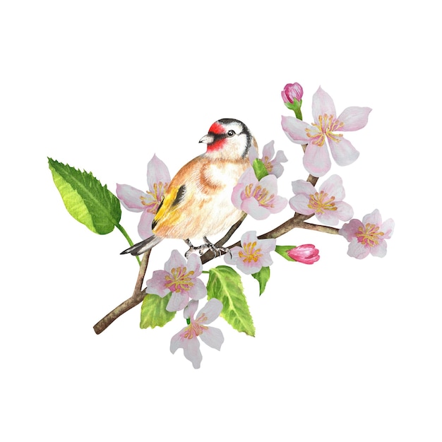goldfinch sitting on an apple tree branch blooming tree with a bird clipart handdrawn watercolor