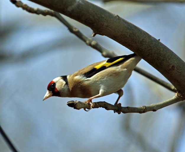 Goldfinches perched and preening in a tree