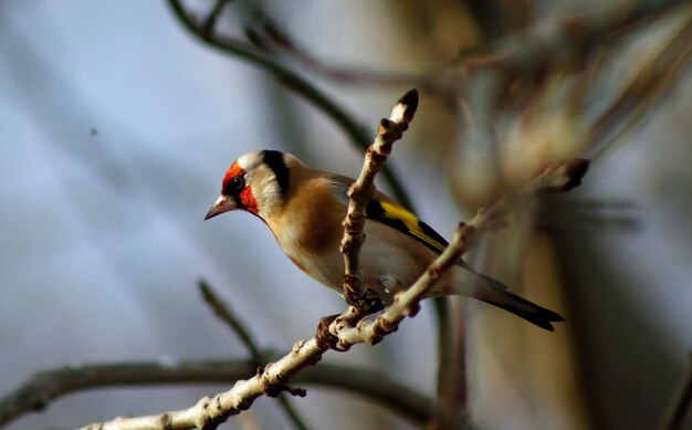 Goldfinches perched and preening in a tree