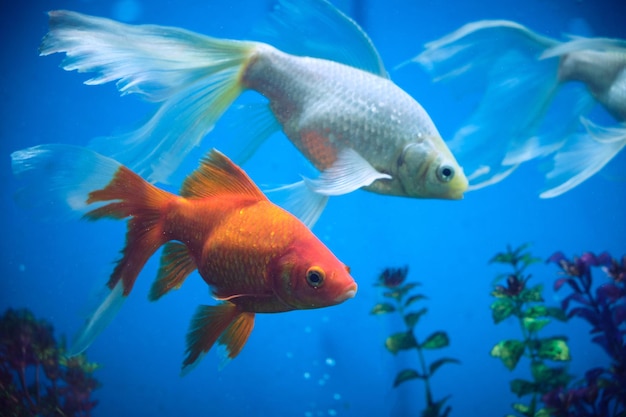 Goldfish and albinos in an aquarium with blue background