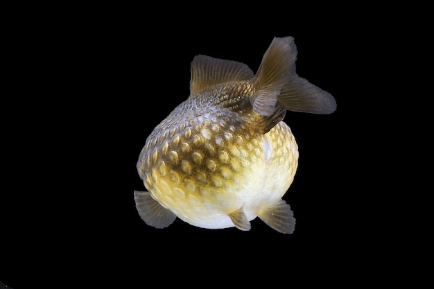 Foto animale da acquario goldfish