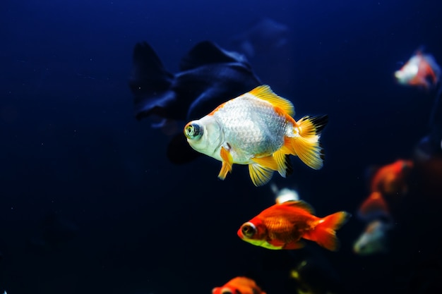 Goldfish in aquarium with green plants