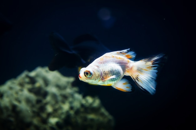 Goldfish in aquarium with green plants