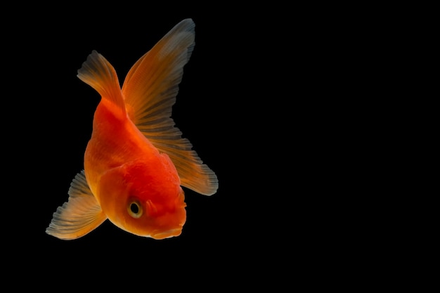 Goldfish in background nero