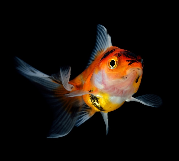 Goldfish on black background